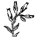 Online Flora of the Maltese Islands  2002-2019)
