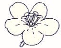 Online Flora of the Maltese Islands 2002-2019)