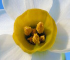 Narcissus tazetta subsp. tazetta (French Daffodil) - CLICK TO ENLARGE PHOTO