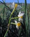 Narcissus tazetta subsp. tazetta (French Daffodil) - CLICK TO ENLARGE PHOTO