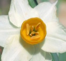 Narcissus tazetta subsp. tazetta (French Daffodil) - CLICK TO ENLARGE PHOTO