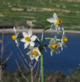 Narcissus tazetta subsp. tazetta (French Daffodil) - CLICK TO ENLARGE PHOTO