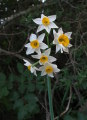 Narcissus tazetta subsp. tazetta (French Daffodil) - CLICK TO ENLARGE PHOTO
