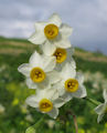 Narcissus tazetta subsp. tazetta (French Daffodil) - CLICK TO ENLARGE PHOTO
