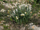 Narcissus tazetta subsp. tazetta (French Daffodil) - CLICK TO ENLARGE PHOTO