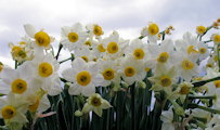 Narcissus tazetta subsp. tazetta (French Daffodil) - CLICK TO ENLARGE PHOTO