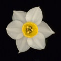 Narcissus tazetta subsp. tazetta (French Daffodil) - CLICK TO ENLARGE PHOTO