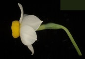 Narcissus tazetta subsp. tazetta (French Daffodil) - CLICK TO ENLARGE PHOTO
