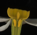 Narcissus tazetta subsp. tazetta (French Daffodil) - CLICK TO ENLARGE PHOTO