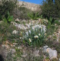 Narcissus tazetta subsp. tazetta (French Daffodil) - CLICK TO ENLARGE PHOTO