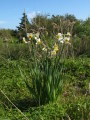 Narcissus tazetta subsp. tazetta (French Daffodil) - CLICK TO ENLARGE PHOTO