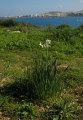 Narcissus tazetta subsp. tazetta (French Daffodil) - CLICK TO ENLARGE PHOTO