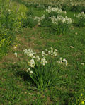 Narcissus tazetta subsp. tazetta (French Daffodil) - CLICK TO ENLARGE PHOTO