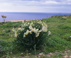 Narcissus tazetta subsp. tazetta (French Daffodil) - CLICK TO ENLARGE PHOTO