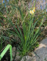 Narcissus tazetta subsp. tazetta (French Daffodil) - CLICK TO ENLARGE PHOTO