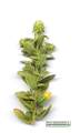 Chiliadenus bocconei (Maltese Fleabane) - CLICK TO ENLARGE PHOTO