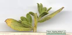 Chiliadenus bocconei (Maltese Fleabane) - CLICK TO ENLARGE PHOTO