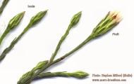 Symphyotrichum squamatum (Narrow-leaved Aster) - CLICK TO ENLARGE PHOTO