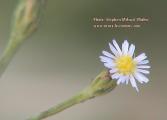 Symphyotrichum squamatum (Narrow-leaved Aster) - CLICK TO ENLARGE PHOTO