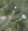 Symphyotrichum squamatum (Narrow-leaved Aster) - CLICK TO ENLARGE PHOTO