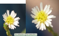 Symphyotrichum squamatum (Narrow-leaved Aster) - CLICK TO ENLARGE PHOTO