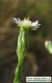 Symphyotrichum squamatum (Narrow-leaved Aster) - CLICK TO ENLARGE PHOTO