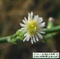 Symphyotrichum squamatum (Narrow-leaved Aster) - CLICK TO ENLARGE PHOTO