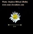 Symphyotrichum squamatum (Narrow-leaved Aster) - CLICK TO ENLARGE PHOTO