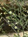 Symphyotrichum squamatum (Narrow-leaved Aster) - CLICK TO ENLARGE PHOTO