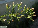 Symphyotrichum squamatum (Narrow-leaved Aster) - CLICK TO ENLARGE PHOTO