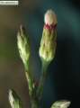 Symphyotrichum squamatum (Narrow-leaved Aster) - CLICK TO ENLARGE PHOTO