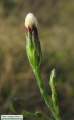 Symphyotrichum squamatum (Narrow-leaved Aster) - CLICK TO ENLARGE PHOTO