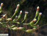Symphyotrichum squamatum (Narrow-leaved Aster) - CLICK TO ENLARGE PHOTO