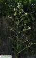 Symphyotrichum squamatum (Narrow-leaved Aster) - CLICK TO ENLARGE PHOTO