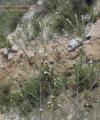 Symphyotrichum squamatum (Narrow-leaved Aster) - CLICK TO ENLARGE PHOTO