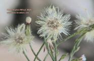 Symphyotrichum squamatum (Narrow-leaved Aster) - CLICK TO ENLARGE PHOTO
