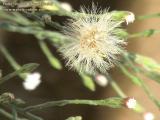 Symphyotrichum squamatum (Narrow-leaved Aster) - CLICK TO ENLARGE PHOTO