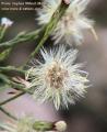 Symphyotrichum squamatum (Narrow-leaved Aster) - CLICK TO ENLARGE PHOTO