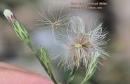 Symphyotrichum squamatum (Narrow-leaved Aster) - CLICK TO ENLARGE PHOTO