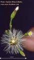 Symphyotrichum squamatum (Narrow-leaved Aster) - CLICK TO ENLARGE PHOTO