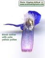 Anchusa italica (Italian Bugloss) - CLICK TO ENLARGE PHOTO
