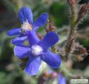 Anchusa italica (Italian Bugloss) - CLICK TO ENLARGE PHOTO
