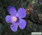 Anchusa italica (Italian Bugloss) - CLICK TO ENLARGE PHOTO