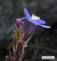 Anchusa italica (Italian Bugloss) - CLICK TO ENLARGE PHOTO