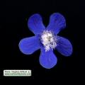Anchusa italica (Italian Bugloss) - CLICK TO ENLARGE PHOTO