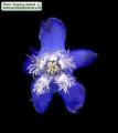 Anchusa italica (Italian Bugloss) - CLICK TO ENLARGE PHOTO