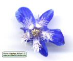 Anchusa italica (Italian Bugloss) - CLICK TO ENLARGE PHOTO