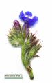Anchusa italica (Italian Bugloss) - CLICK TO ENLARGE PHOTO