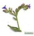 Anchusa italica (Italian Bugloss) - CLICK TO ENLARGE PHOTO