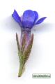 Anchusa italica (Italian Bugloss) - CLICK TO ENLARGE PHOTO